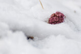 Fototapeta  - Astrowate, lepiężnik różowy (Petasites hybridus), różowy kwiat wystający spod śniegu (4).