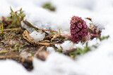 Fototapeta  - Astrowate, lepiężnik różowy (Petasites hybridus), różowy kwiat wystający spod śniegu (3).