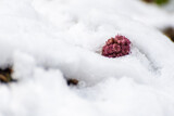 Fototapeta  - Astrowate, lepiężnik różowy (Petasites hybridus), różowy kwiat wystający spod śniegu (2).