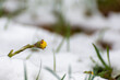 Podbiał pospolity (Tussilago farfara), młody żółty kwiat wyrastający ze śniegu.