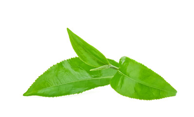 Poster - Green tea leaf isolated on white background