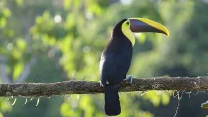 a rear view of a yellow-throated toucan swallowing a banana piece at boca tapada in costa rica