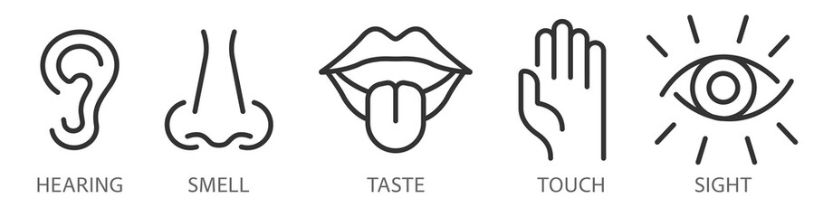 A creative vector set of linear icons from the five human senses. Vision, hearing, smell, touch, taste are isolated on a transparent background. Editable stroke