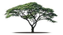 Tree Png Isolated Transparent On White Background, Tropical Big Green Tree Cut Out In High Quality, Realistic With Shadow Environment, Nature Element Single Object Image For Raw Material Editing Work