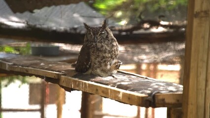 The thoughtful grey owl with big ears sits on a bench looking to camera. High quality FullHD footage