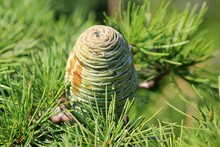 Cones And Needles Of Cedrus Atlantica Close-up On A Blurry Background