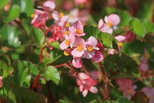 Pink Begonia Flowers Close-up On A Blurry Background