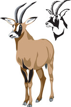 Roan Antelope - Vector Illustration