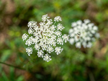 Invasive Queen Anne's Lace Flowers In The Forest