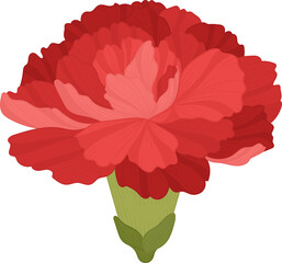 Wall Mural - red carnation flower hand drawn .