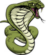 An illustration of a king cobra snake with hood out about to strike