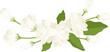 Bouquet of jasmine flower illustration.