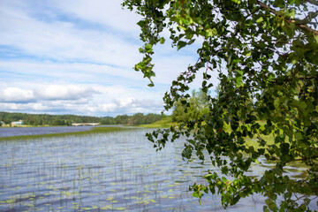 Wall Mural - Lake side scenery behind the birch tree with green leaves.