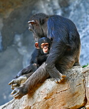 Mother And Baby Of Chimpanzee