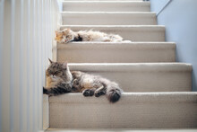 Two Cats Lying On The Stairs. Front View Of Fluffy Senior Tabby Cat And Calico Kitty Resting Relaxed In The Staircase With Carpet. Cat Friends, Pet Friendship And Companion Concept. Selective Focus.