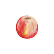 Juicy apple isolated on a white background. Watercolor drawing for decoration of botanical postcards, posters, textiles and office.