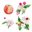 A branch of a flowering apple tree and a ripe apple isolated on a white background. Watercolor collection for the design of spring invitations, stationery and posters.