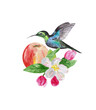 A hummingbird and a branch of a flowering apple tree, isolated on a white background. Watercolor botanical drawing for the design of posters, postcards, stationery and textiles.