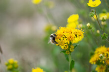 Bee Pollinating Yellow Wildflower In Montana