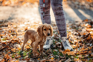 Cute English cocker spaniel puppy walking with woman owner in autumn park.