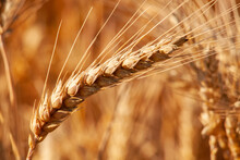 A Close-up Of An Ear Of Wheat In The Orange Sun