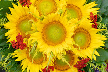 Bouquet Of Seven Yellow Sunflowers.