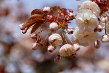 Bursting With Cherry Blossom Beauty