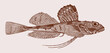 Male threaded sculpin gymnocanthus pistilliger, marine fish in side view