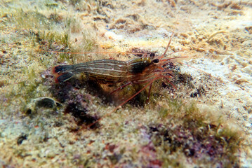 Wall Mural - Red Monaco Peppermint shrimp, undersea photography into the Mediterranean 