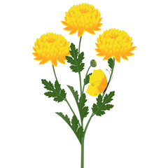 Wall Mural - Bouquet of a chrysanthemums with a butterfly on a white background.