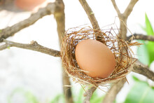 A Nest With One Egg On A Branches