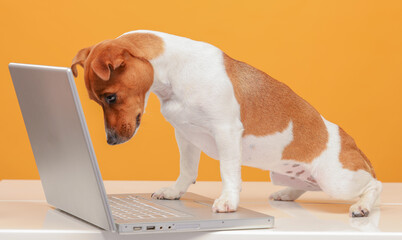 the dog uses a laptop.jack russell terrier looks at something, communicates with someone, uses a laptop on a yellow background isolated.