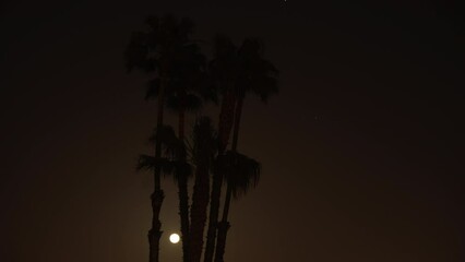 Wall Mural - Lockdown Time Lapse Silhouette Of Palm Trees By Glowing Moon At Night -  Los Angeles, California
