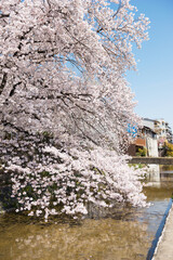 Canvas Print - 春の京都の風景