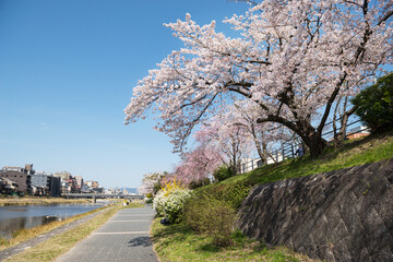 Sticker - 春の京都の風景