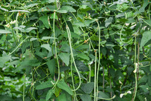 Cowpea Plants In Growth At Vegetable Garden