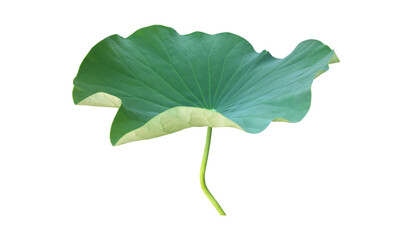 Wall Mural - Isolated waterlily or lotus leaf with clipping paths.	
