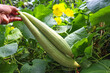 sponge gourd with flower and leaf