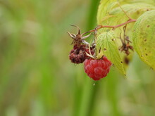 Raspberry With A Green Lacewing Egg Attached To It