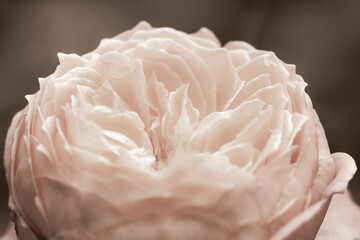 Big orange beautiful blooming rose flower opened bud with blur background  retro vintage macro