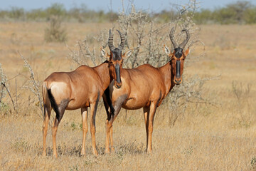 Wall Mural - a red hartebeest (alcelaphus buselaphus) pair, etosha national park, namibia.
