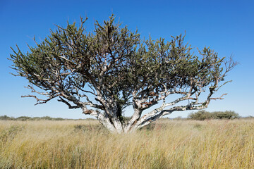 Canvas Print - African shepherds tree (Boscia albitrunca) in grassland against a blue sky, South Africa.