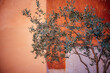 Olive tree branches at terracotta plaster wall background in Rome, Italy