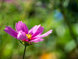 Wall Mural - Purple garden flower with bokeh background