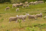 Fototapeta Zwierzęta - rebaño de ovejas segureñas, El Atunedo, parque natural sierras de Cazorla, Segura y Las Villas, Jaen, Andalucia, Spain