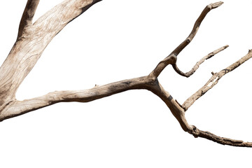 dry branches, white background, png