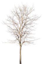 Autumn Dead Tree Isolated On Transparent Background,png