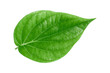 green betel leaf isolated on transparent background,png