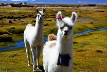 The Llama Is A Domesticated South American Camelid, Widely Used As A Meat And Pack Animal By Andean Cultures Since The Pre-Columbian Era. Llamas Are Social Animals And Live With Others As A Herd.