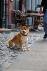 Wall Mural - Shiba Inu smiling. Red dog sits on the street. Happy pet in the city. 